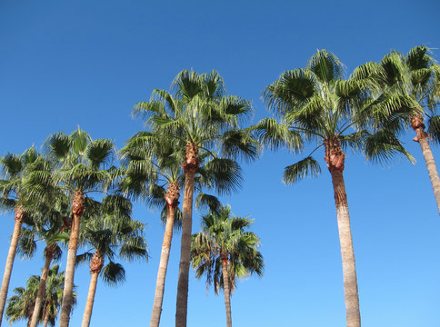 Palm trees and blue sky in Teneriffe.