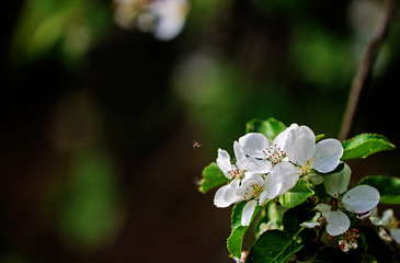 branch of a flowering apple tree