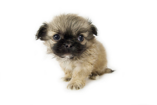 Cute Little Pekingese Puppy