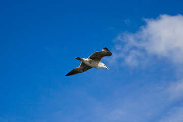 Möwe