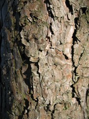 Bark of the pine tree