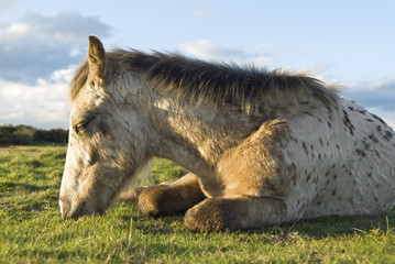 A beautiful appaloosa foal sleeping on the grass.