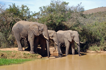 african elephants drinking