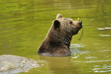 Fototapeta premium Braunbär