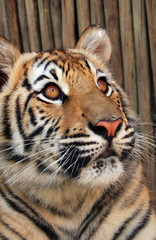 tiger cub