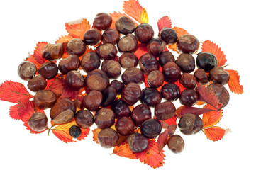 Chestnut