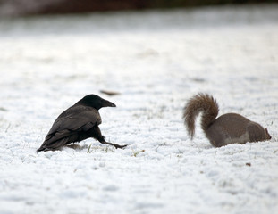 Crow and Squirrel