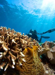 Rolgordijnen Diver with underwater camera by coral reef © frantisek hojdysz