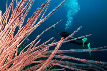 Rolgordijnen Duiker met onderwatercamera bij koraalrif © frantisek hojdysz