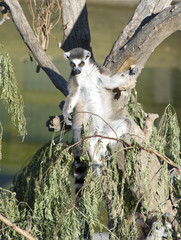 Ring Tailed Lemur sitting in a tree sunbathing