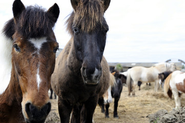 Chevaux