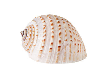 beautiful shell on white background