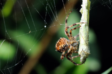 Araignée