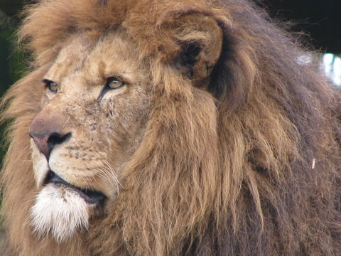 Grumpy Lion