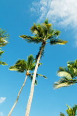 Palms trees on the beach during bright day