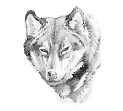 Sketch of tattoo art, wolf