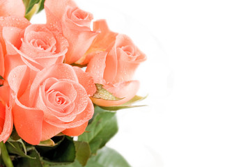 Rose flowers romantic