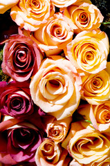 Close up of the many colorful roses
