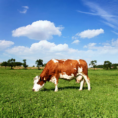 Fototapeta na wymiar Cow Grazing on a green meadow