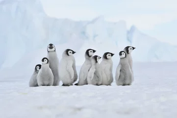 Runde Wanddeko Antarktis Kaiserpinguin