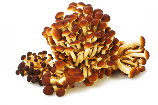 Pioppini Agrocybe Aegerita