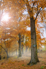 Fototapeta premium Märchenwald