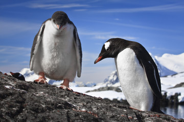 two penguins resting
