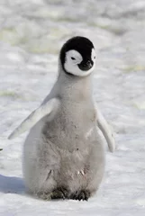 Zelfklevend Fotobehang Emperor Penguin © Silver