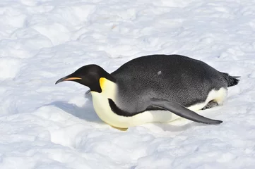 Kussenhoes Emperor Penguin © Silver