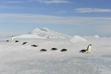 Rolgordijnen Emperor Penguin © Silver