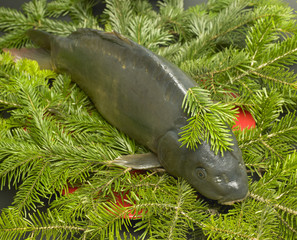 Czech Christmas tradition (Christmas carp)