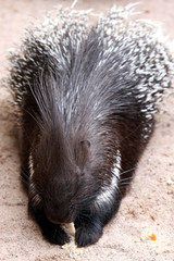 Brot fressendes Stachelschwein