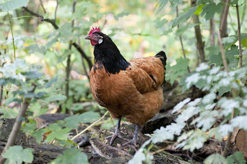 Huhn