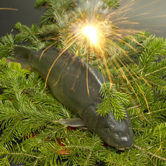 Czech Christmas tradition (Christmas carp)