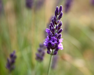 Obraz premium Lavande Macro