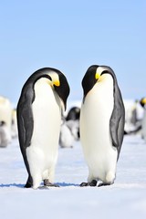 Obraz na płótnie Canvas Emperor Penguin