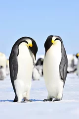 Fotobehang Emperor Penguin © Silver