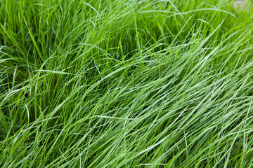 Grass on a lawn