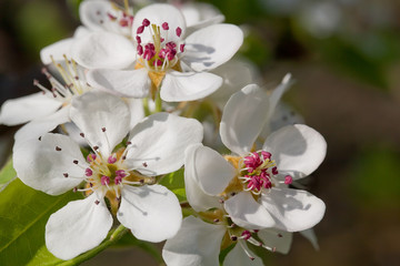 Fototapeta na wymiar Blossoming a spring cherry
