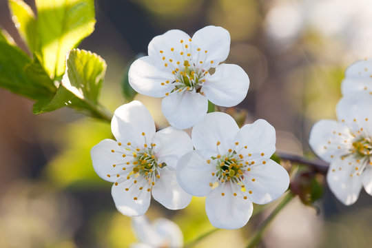 Blossoming a spring cherry