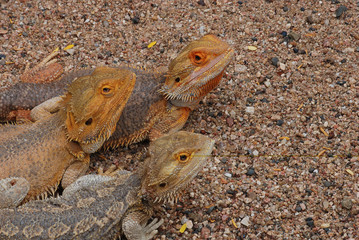 Bearded dragons