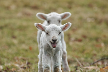 Obraz premium Lambs