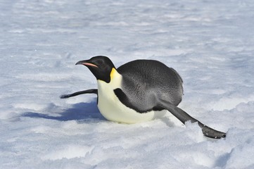 Emperor Penguin