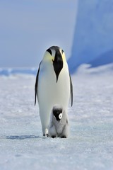 Emperor Penguin © Silver