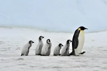 Fototapete Antarktis Kaiserpinguin
