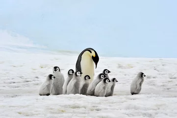 Kussenhoes Emperor Penguin © Silver
