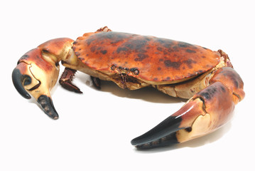Taurean crab - 27468598