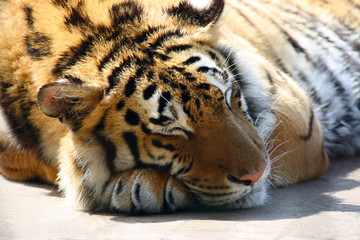 Tiger sleeping in the sun