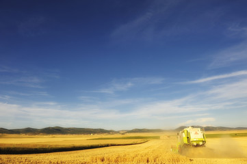 Obraz premium Combine harvesting a wheat