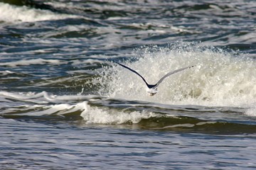 Möwe (Laridae) über Wellen